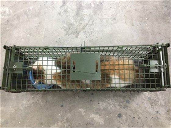 捕貓籠的原理是什么，會(huì)傷害貓嗎