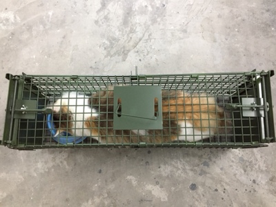 捕貓籠的原理是什么，會傷害貓嗎