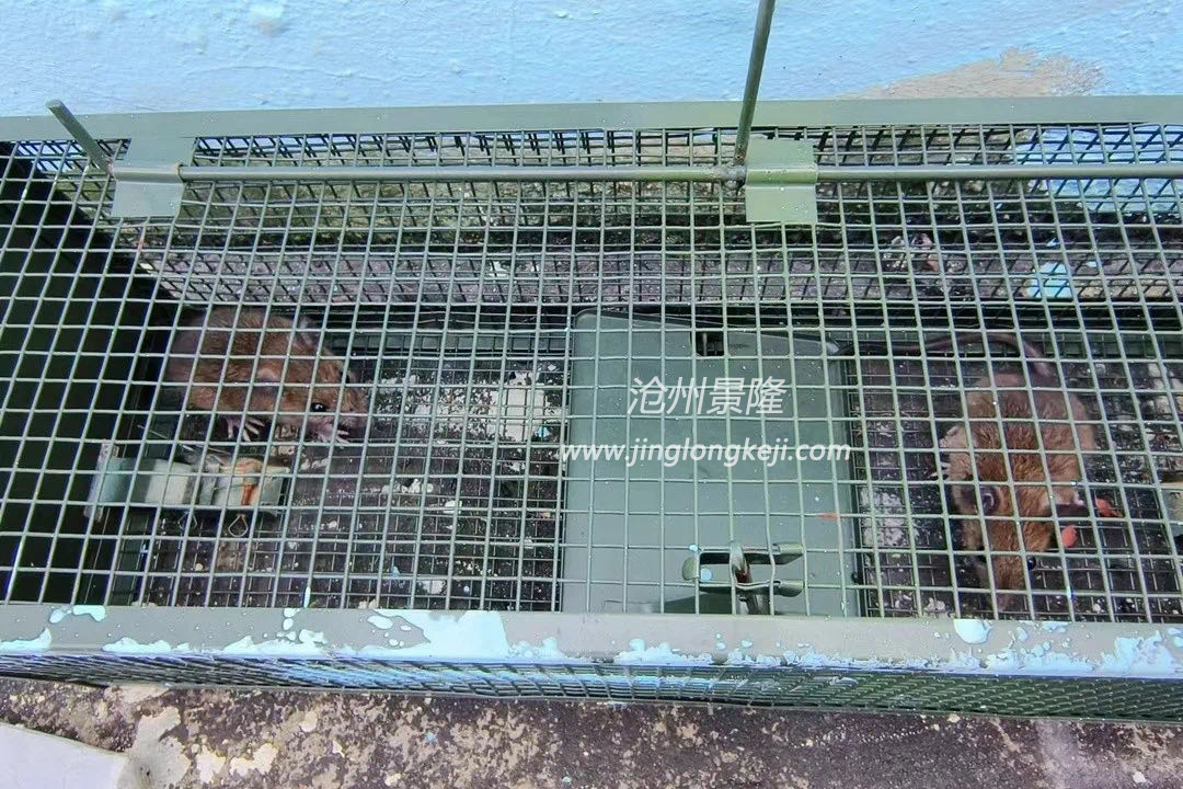 景隆雙開(kāi)門捕鼠籠